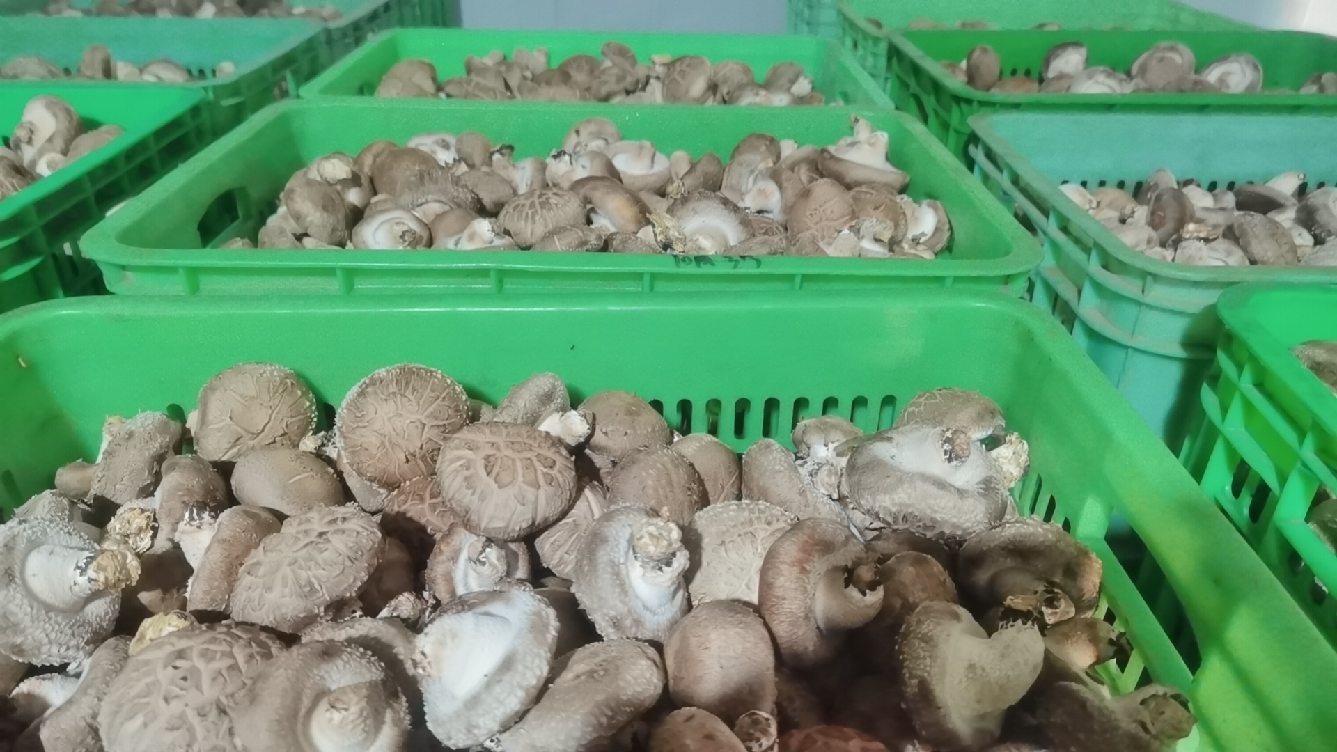 食用菌批发市场