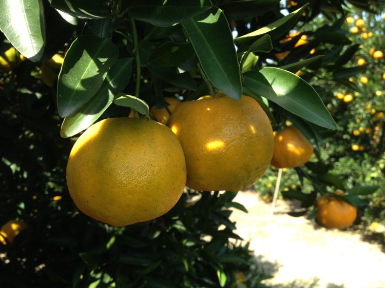 粑粑柑果园成熟期实景