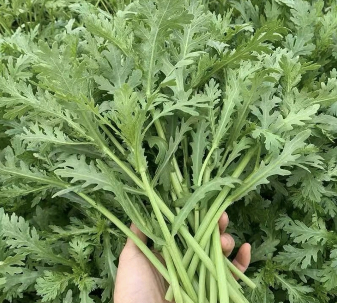 茼蒿与蒿子杆对比图