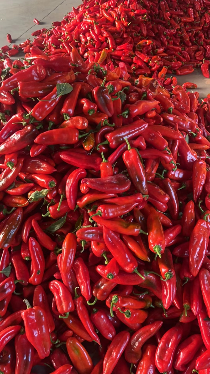江苏精品红辣椒 红泡椒 红椒 产地一手货源 量大从优