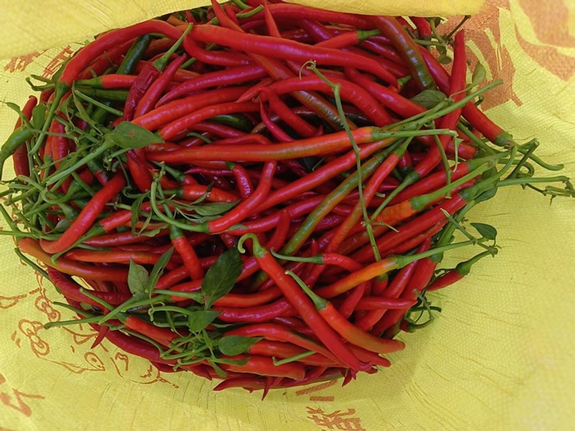 高清特写:线椒辣椒面成品展示——粉末呈明亮橘红色,质地均匀细腻,可见细微辣椒表皮纤维纹理;辅以新鲜青线椒、阴干线椒及传统石磨工具,突出‘鲜采-晾晒-石磨’三道核心工艺 线椒辣椒面特写:深红偏橙的细腻粉末铺满粗陶碾钵,表面泛着天然油脂光泽,周围散落几根完整青绿线椒与浅褐色干制线椒,背景为竹编簸箕与手工石磨局部