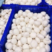 双孢菇