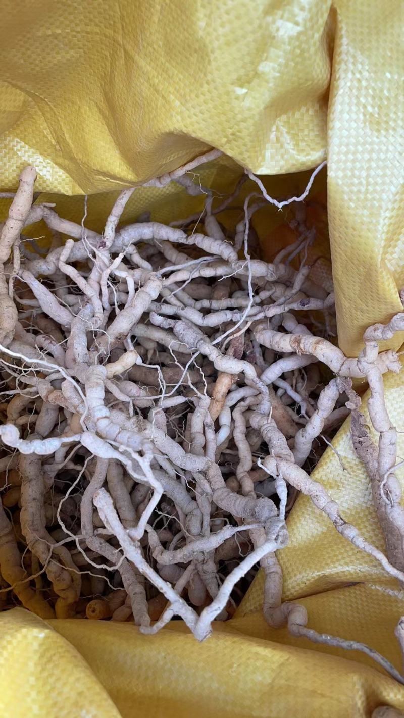 仿野生种植十五年巴戟天