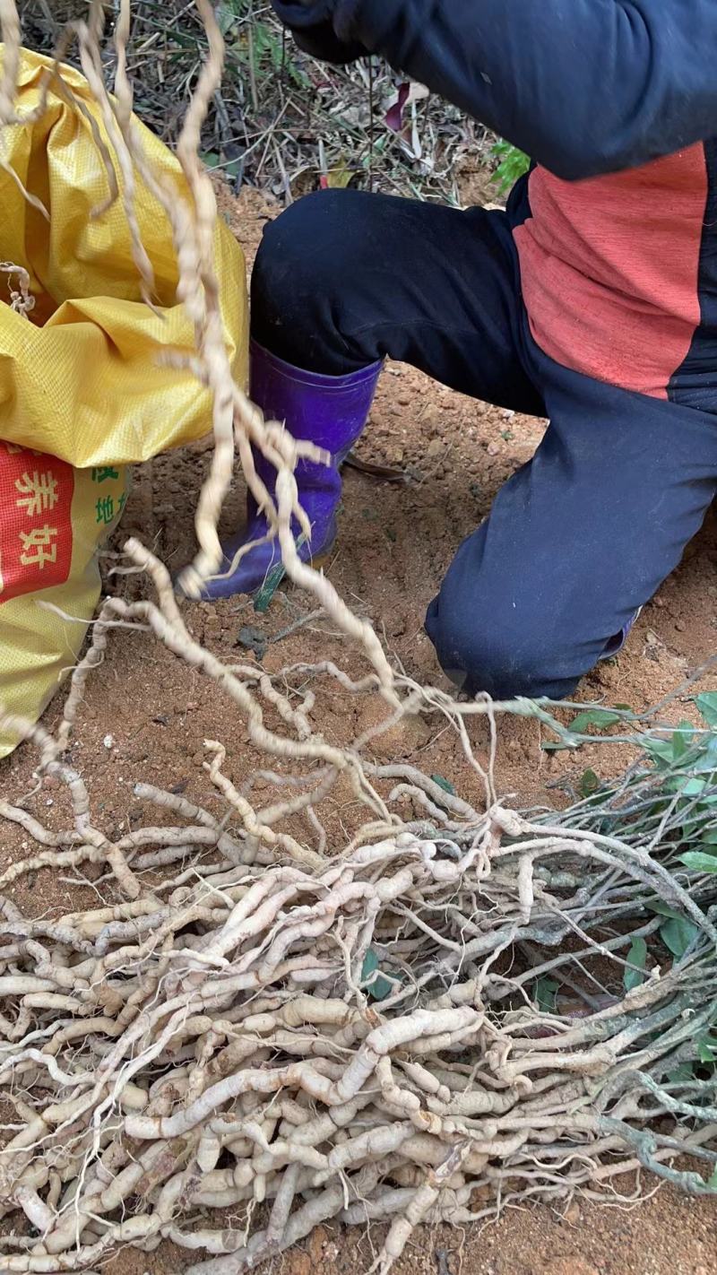 仿野生种植十五年巴戟天