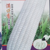 甜糯玉米种子满口香白甜糯甜如蜜糯性强棒子大皮薄无渣