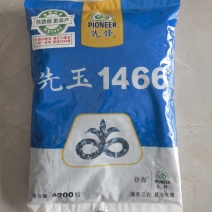 登海先玉1466国审大棒抗旱矮杆抗病红轴优质玉米种子