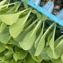 白菜苗黄芯大白菜苗春秋茬兼用白菜苗耐寒白菜种苗