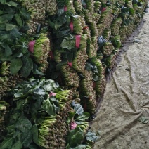 产地有机波菜继续大量供货，多量大代发全国。