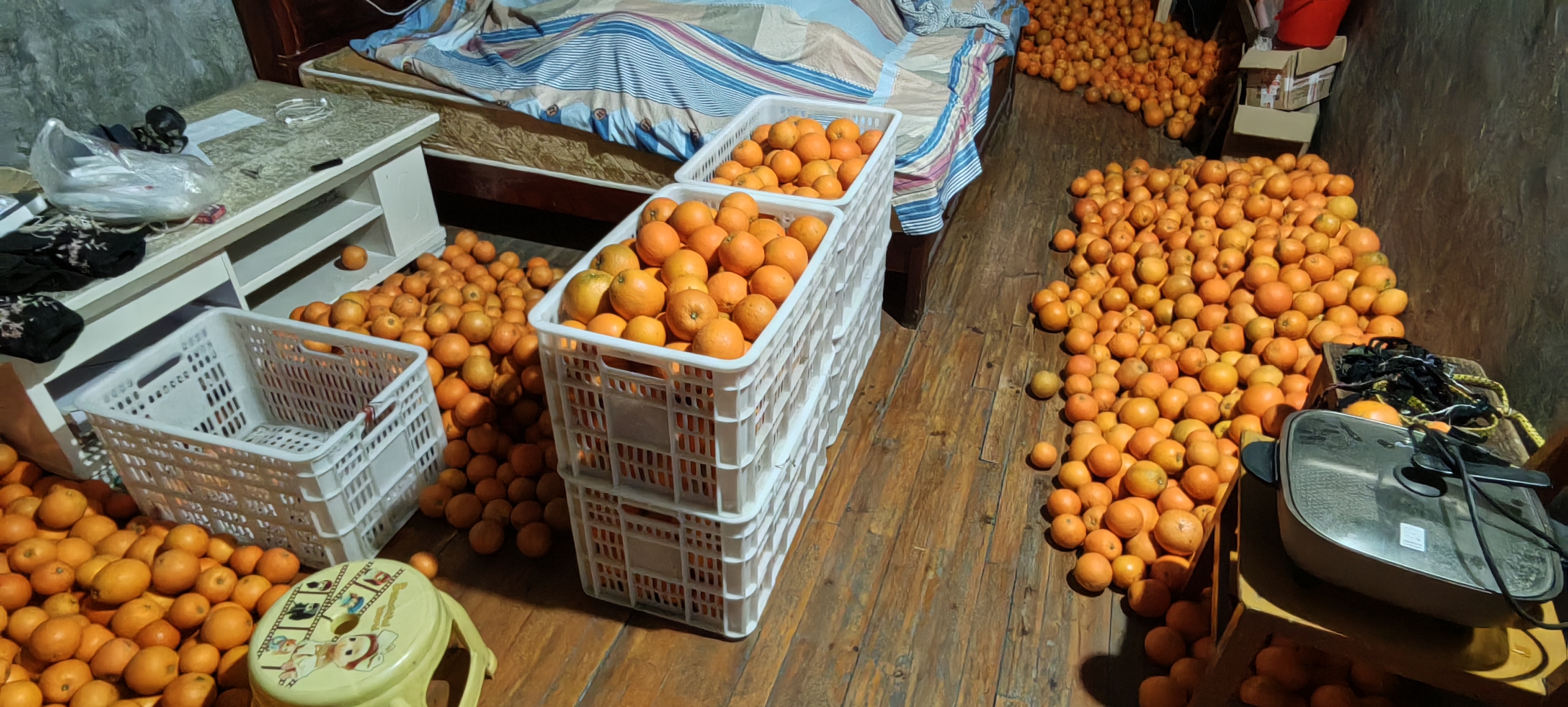 家庭主妇正在将纽荷尔脐橙分类摆放进冰箱蔬果抽屉，旁边配有保鲜盒和厨房纸巾