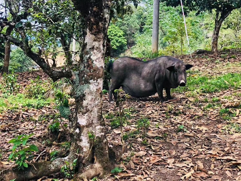 蜜橘柑胎茶饮品展示图