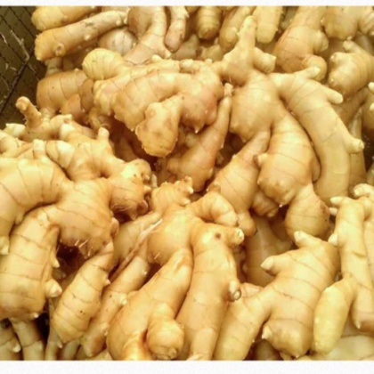 浙江金华武义县老姜价格行情走势 - 一亩田