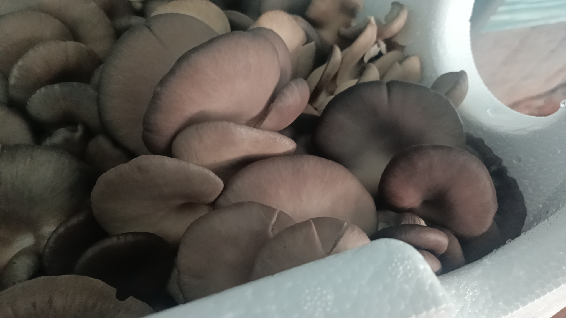 鲜平菇的特写照片,展示其伞盖和菌褶的细节特征 鲜平菇的特写照片