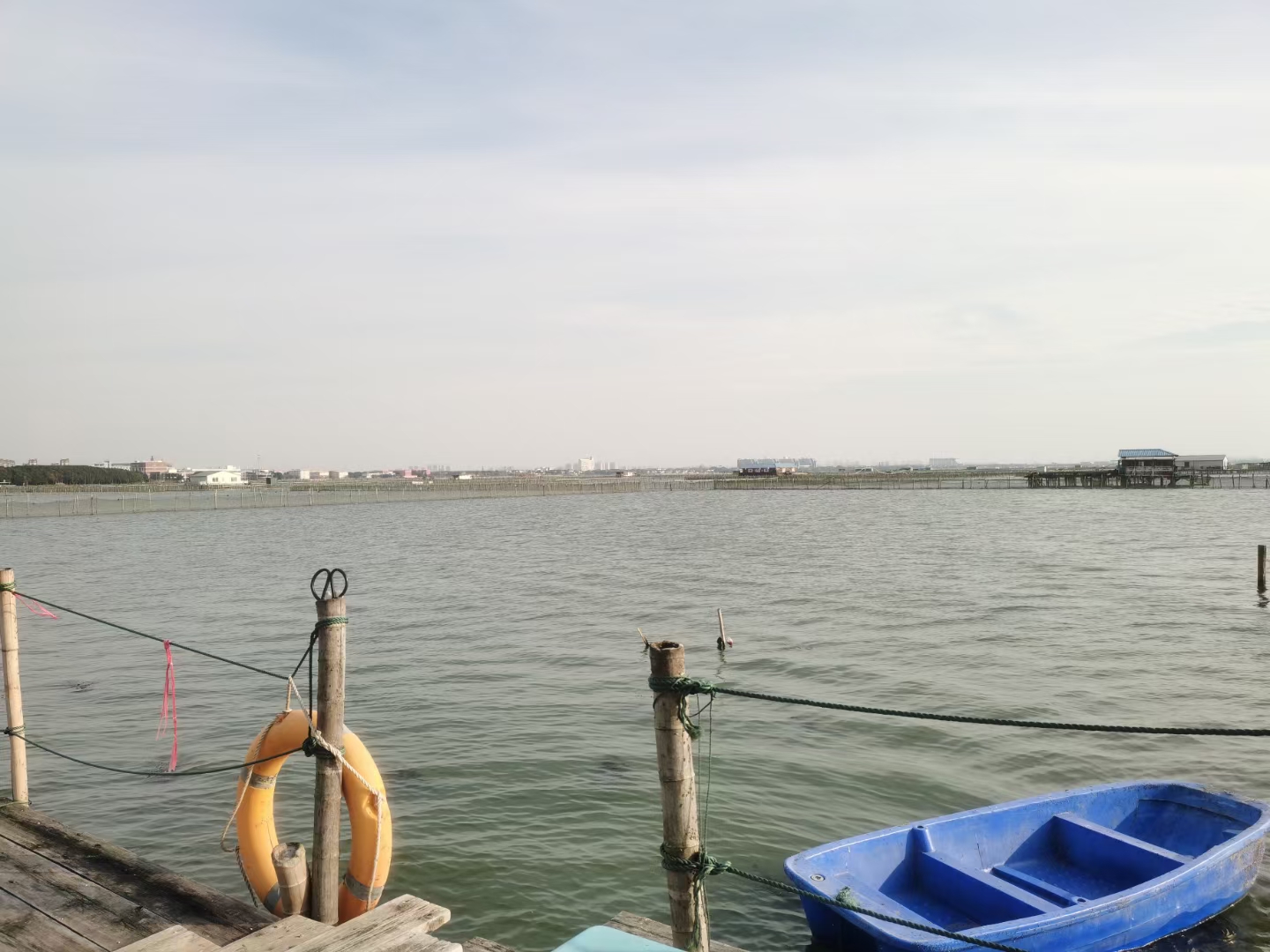一只鲜活的大闸蟹在阳澄湖的浅水中爬行,背景为清澈的湖水和芦苇丛 大闸蟹在阳澄湖中爬行