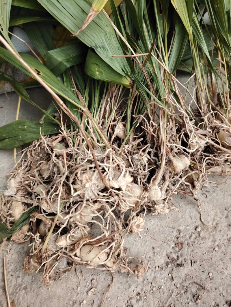 广西高山野生白芨