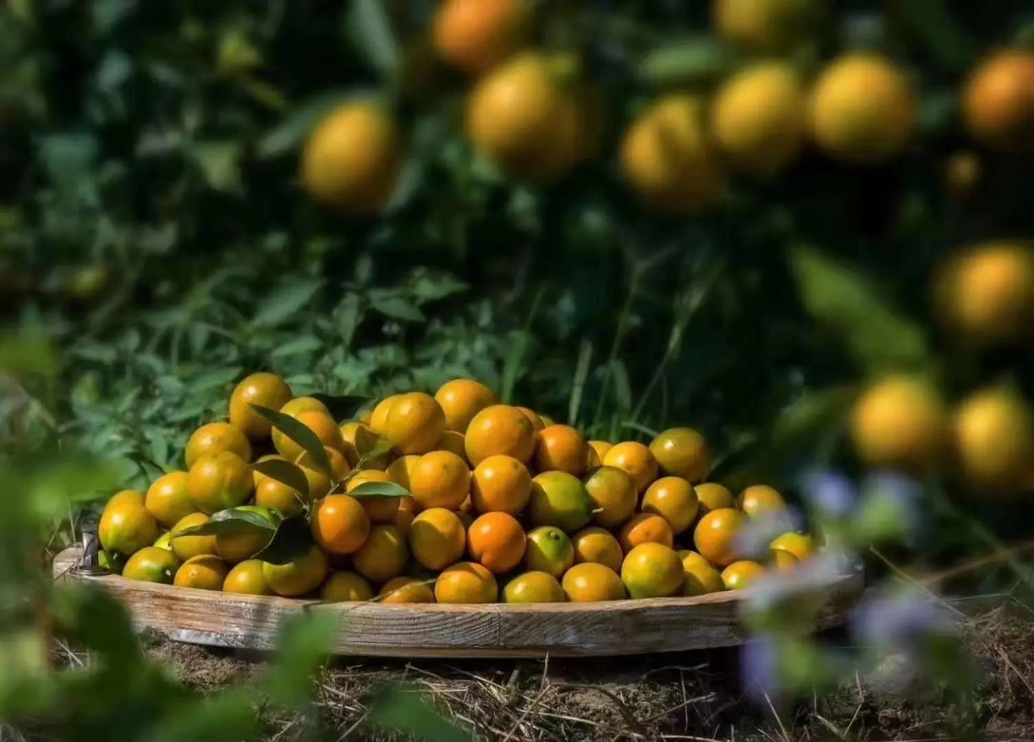 金桔晾晒场景图