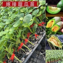 甜瓜苗绿宝羊角蜜博洋9号不嫁接甜瓜苗直播甜瓜苗