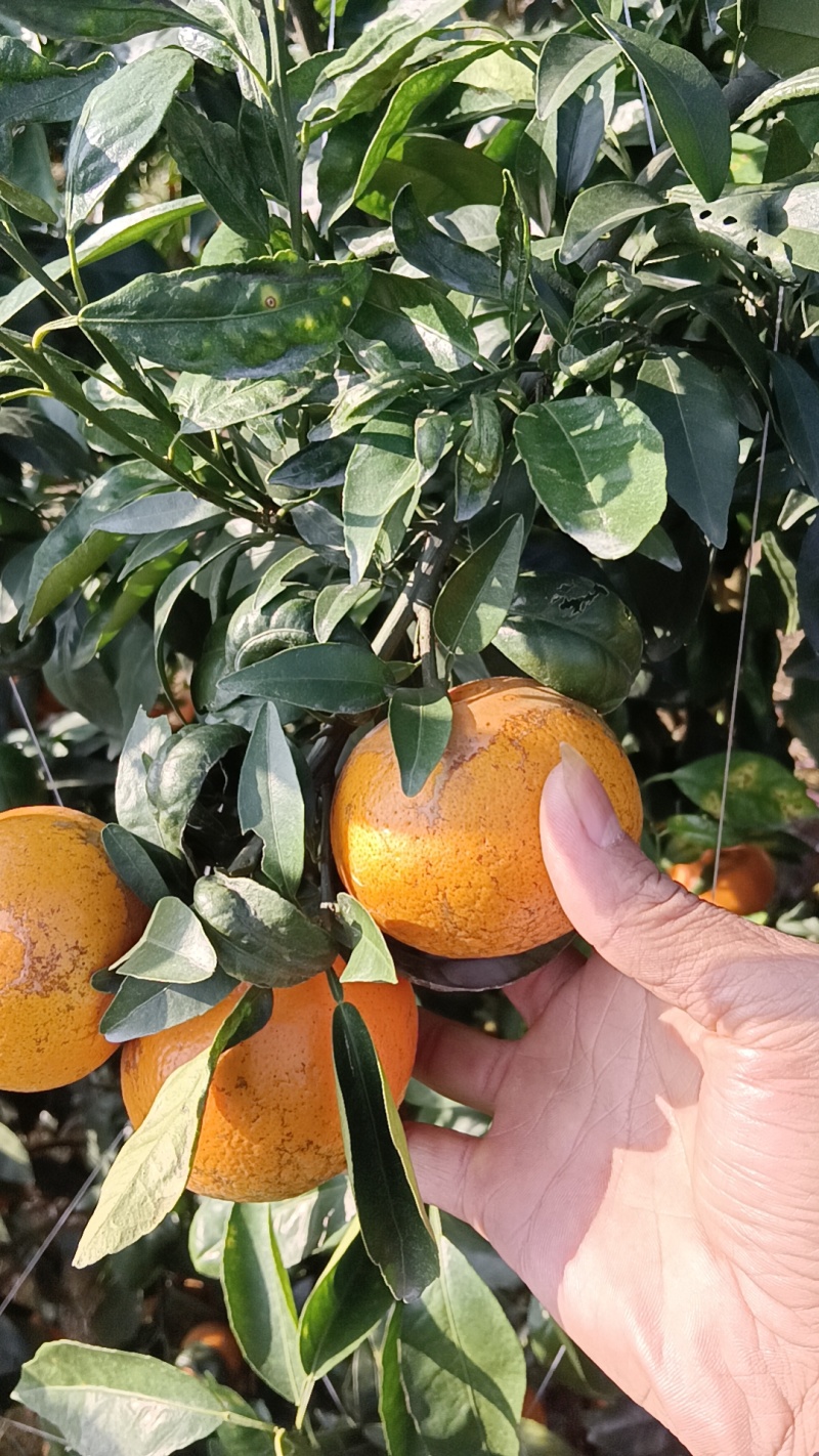 00元/斤花皮沃柑 _ 一亩田