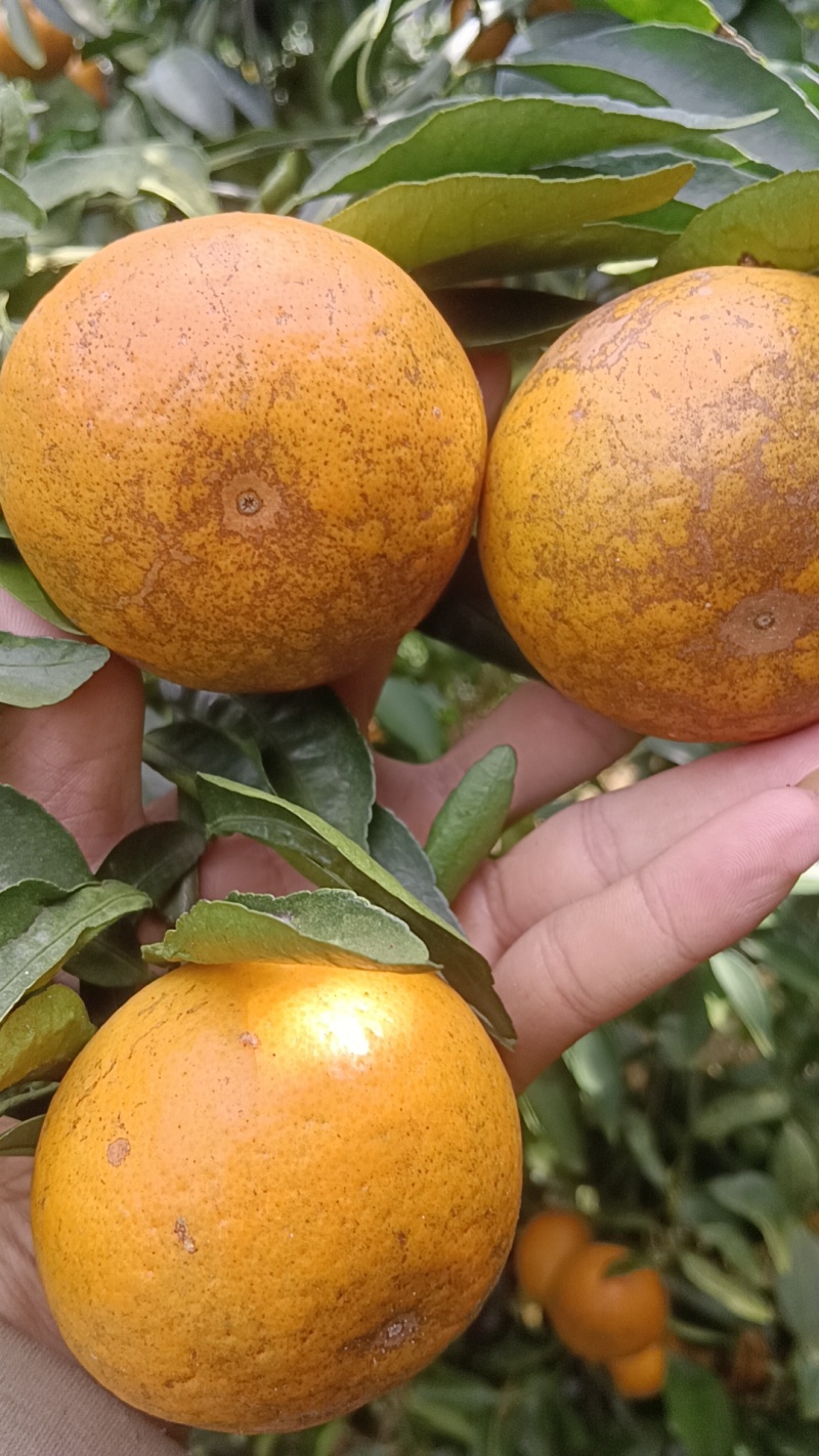 00元/斤花皮沃柑 _ 一亩田