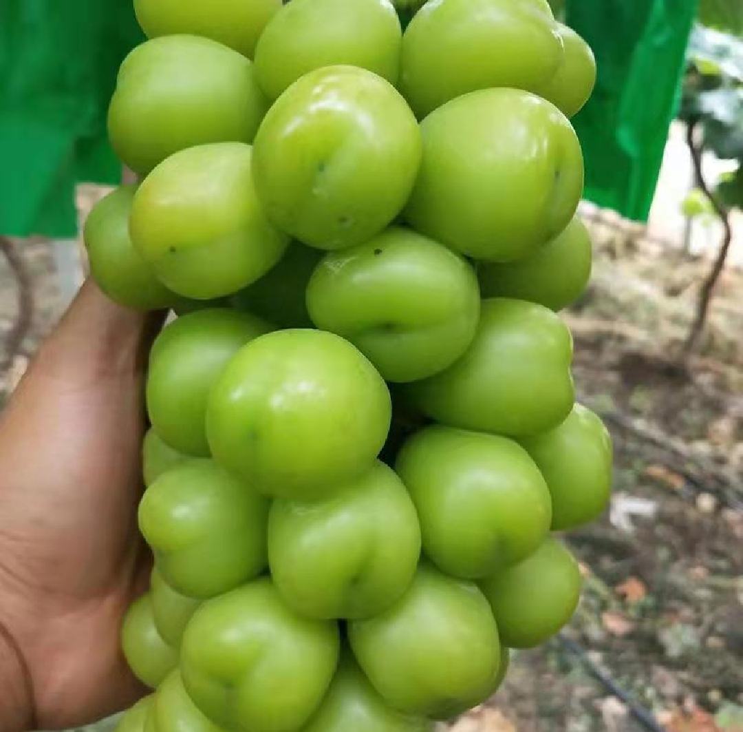 阳光玫瑰青提与普通青提品种对比图