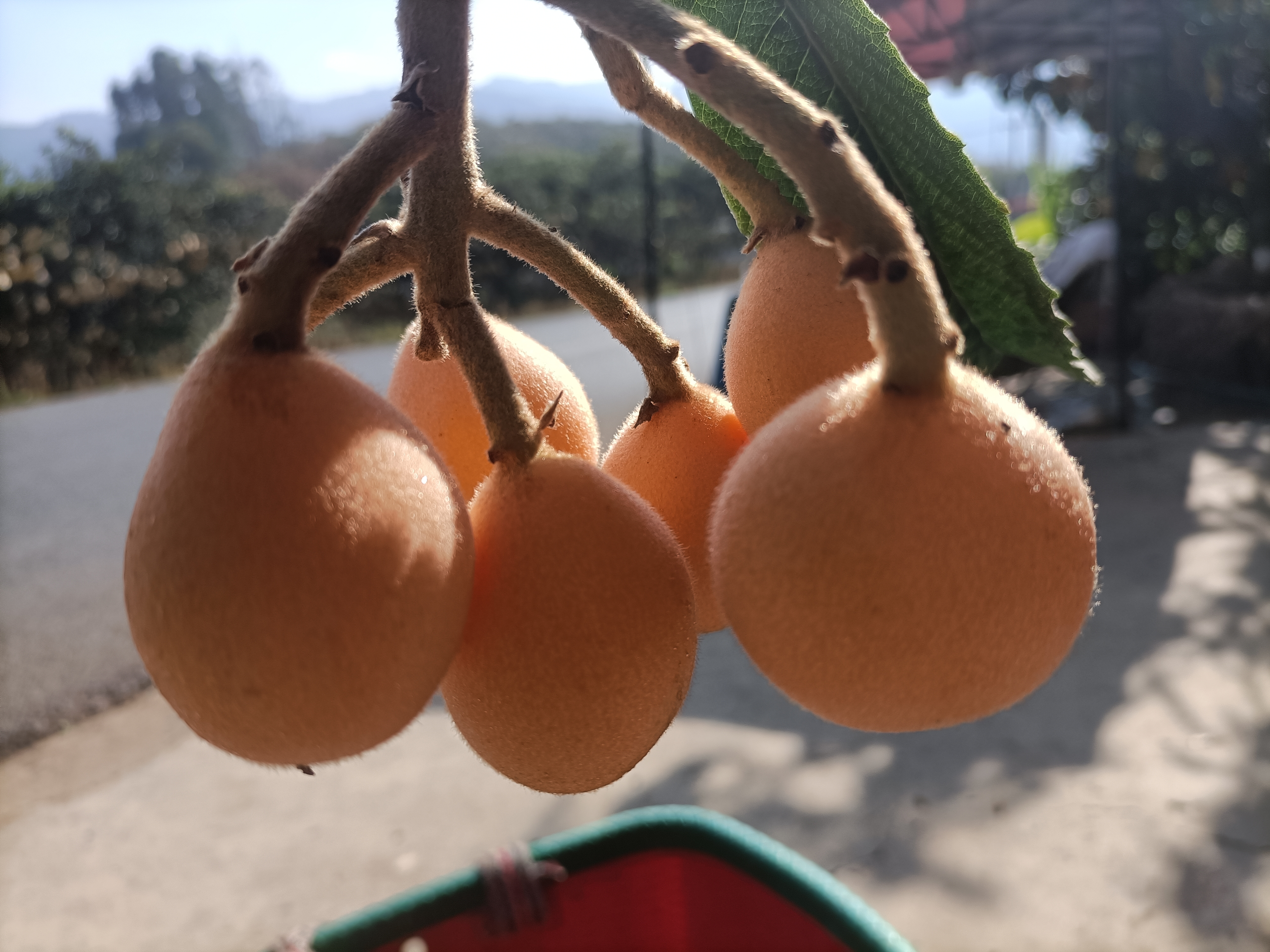 大五星枇杷特写图