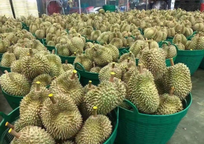 猫山王榴莲果园采摘现场