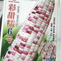 玉米种子彩甜糯6号国审大棒大粒甜美可口适应性广产量高