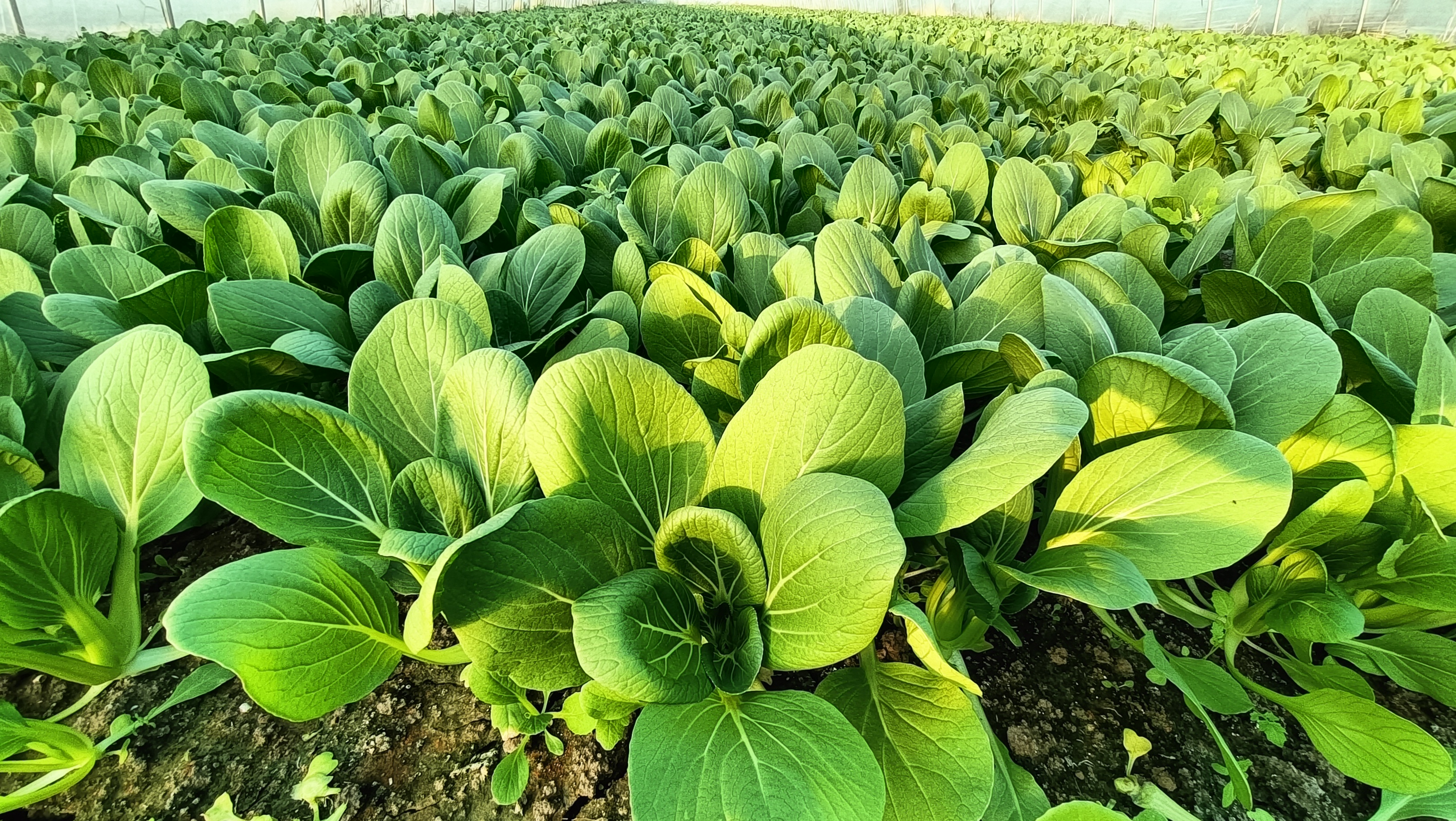 展示华油999油菜在田间生长阶段的实景照片,植株健壮,叶片茂盛 华油999油菜田间生长实景图