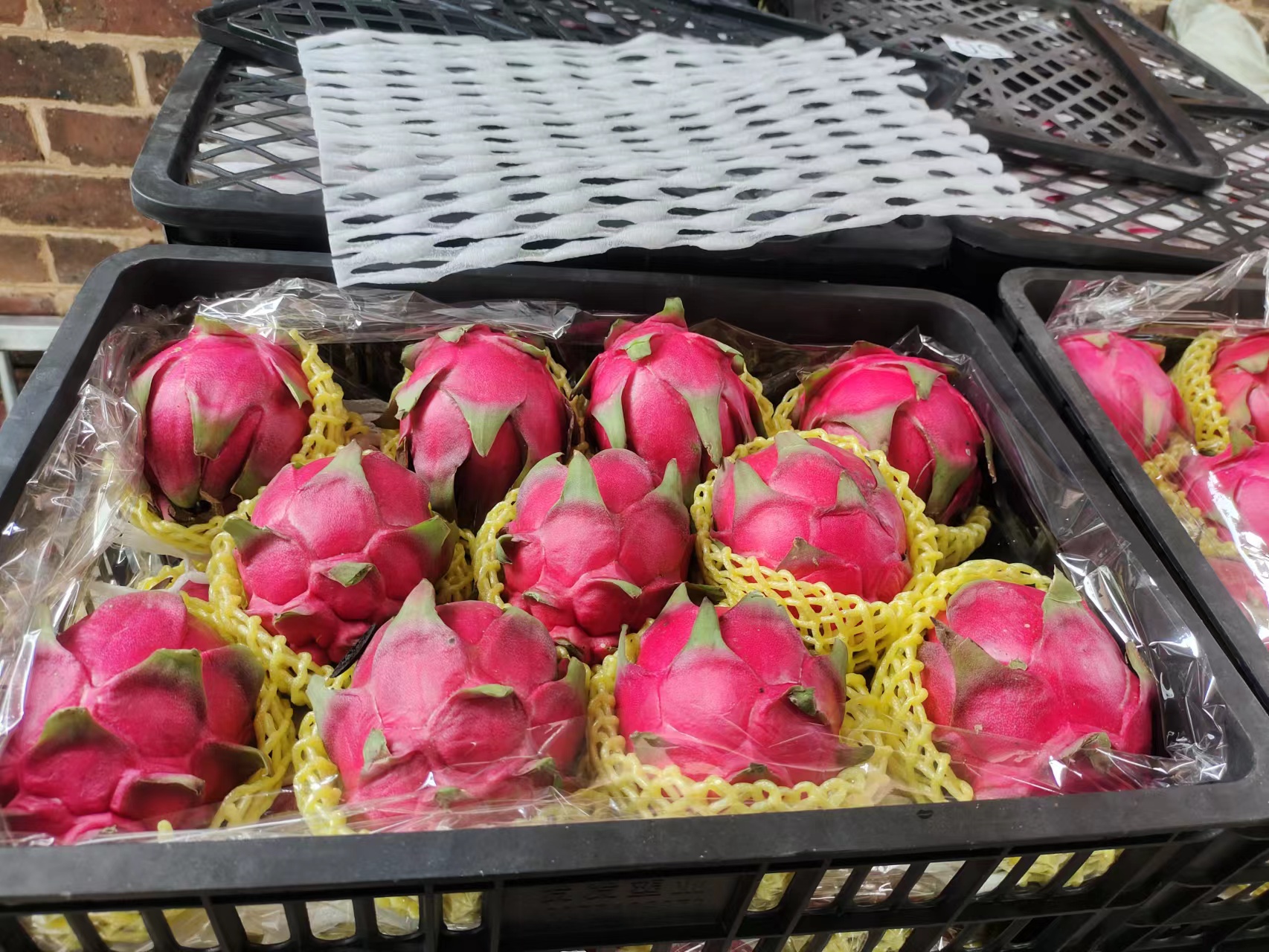 展示成品火龙果果酒,瓶中液体呈粉红色,清澈透明 火龙果果酒成品展示