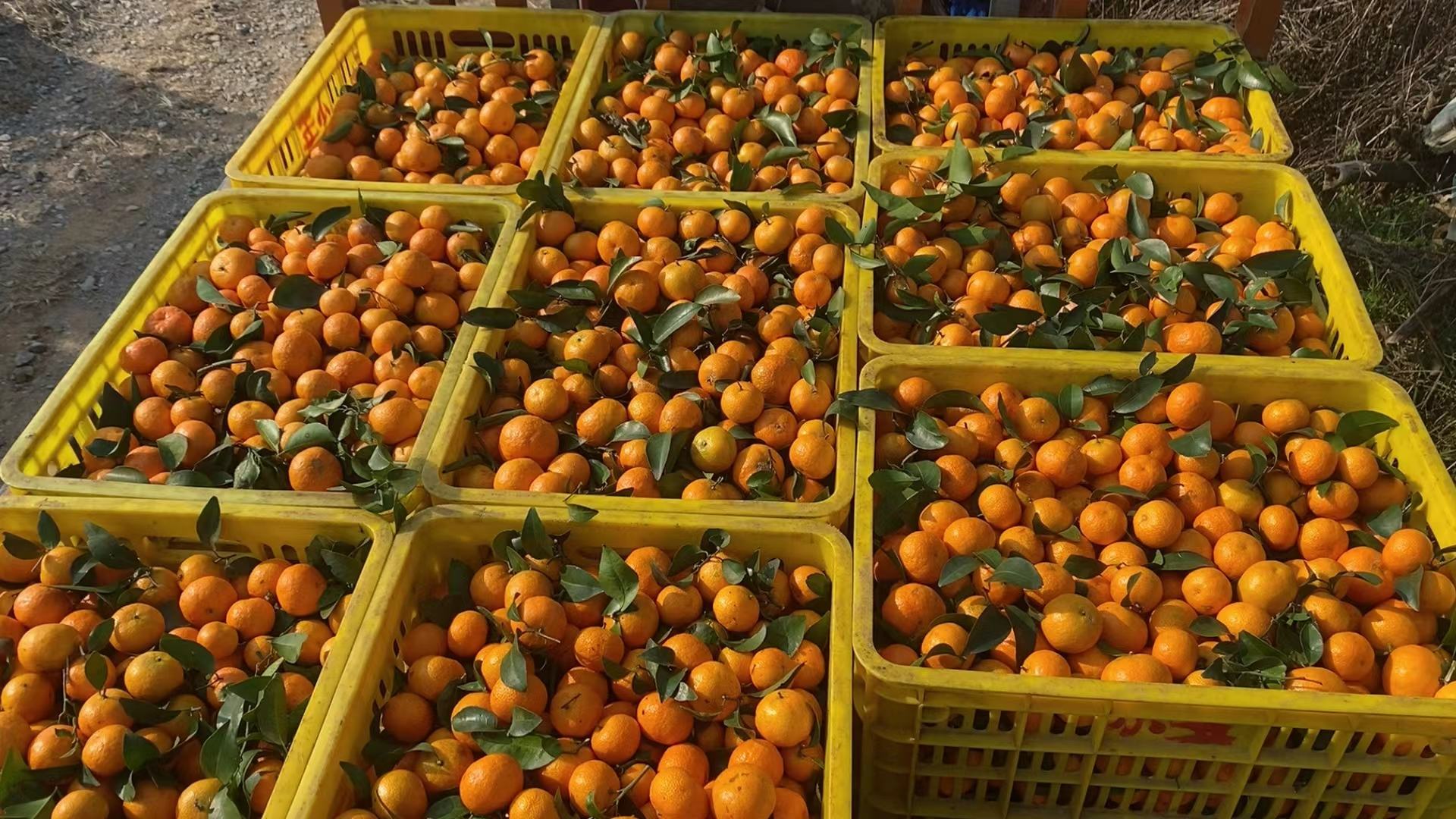 几位身穿工作服的农户正在金葵沙糖桔果园中采摘果实,他们手持剪刀将成串的橙红色果实剪下放入竹筐,脸上洋溢着丰收的喜悦,阳光明媚,果树整齐排列,地面铺有防草布,远处可见运输车辆准备装货 农户采摘金葵沙糖桔场景