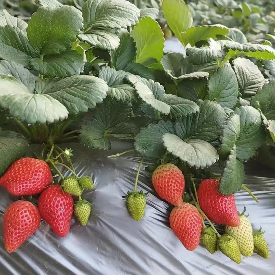 红颜草莓特写，展示鲜红果实与同步变红的果梗，背景为阳光照射下的温室种植环境