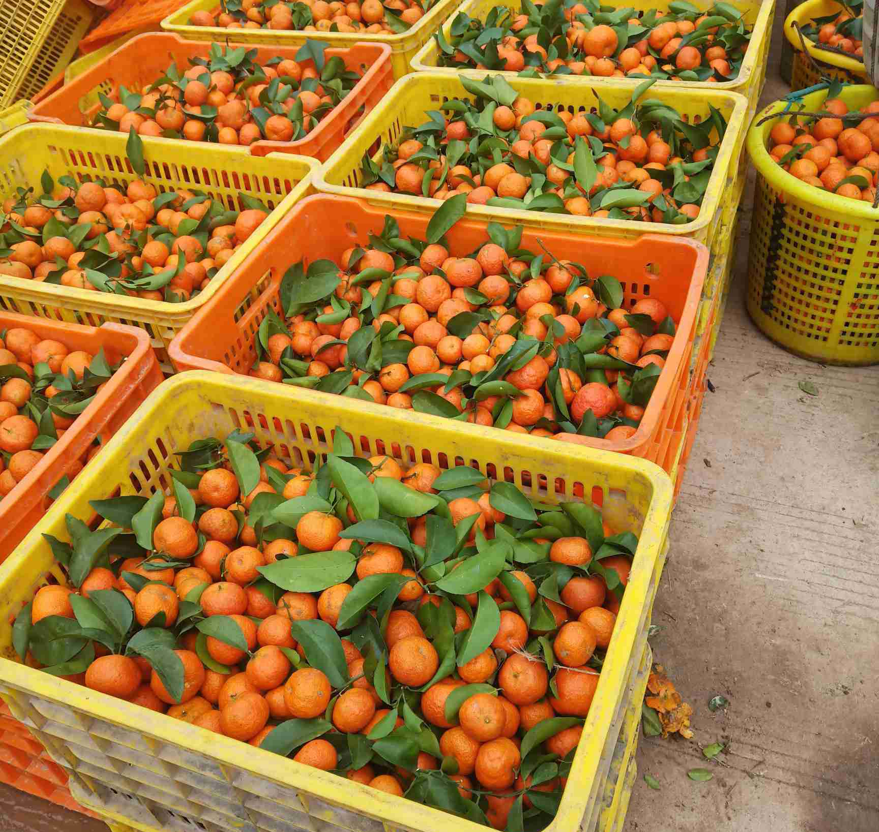 四会沙糖桔果园病虫害防治现场