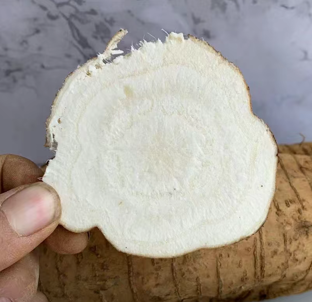 葛根的横截面特写