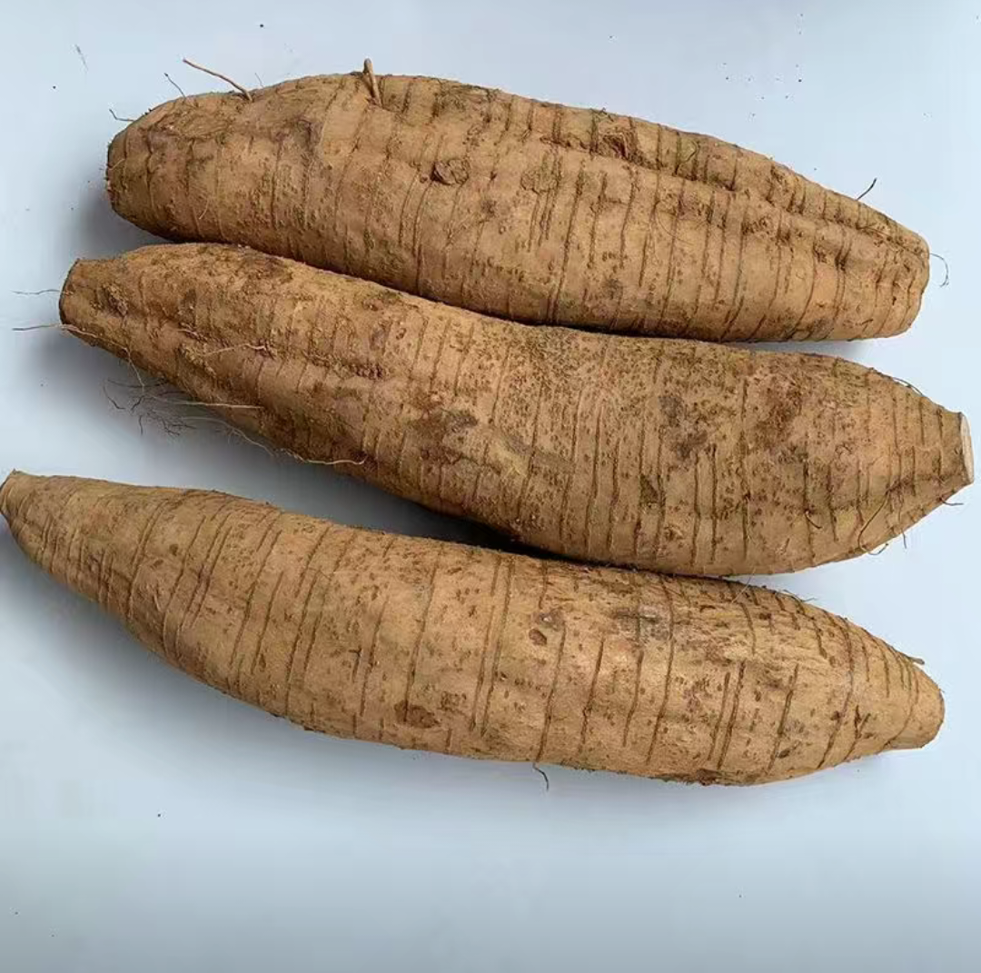 一株成熟的粉葛藤蔓,叶片为三出复叶,羽状分裂,叶面绿色有绒毛;地面露出部分为膨大的块根,表皮呈黄褐色,带有明显的横向环纹和须根痕迹,块根粗壮呈长圆柱形,长度约60-80厘米,直径8-12厘米,表面较为光滑 粉葛植株与块根特写