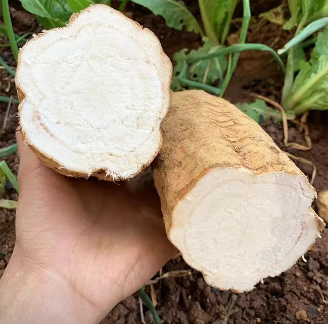 显微镜下的葛根横切面图像,显示大量排列整齐的薄壁细胞,细胞内充满淀粉颗粒,细胞间隙清晰可见,整体呈现均质白色结构 葛根横切面显微结构示意图