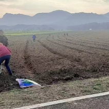 稻田2000亩，耕地400亩种植冬瓜蔬菜的客商前来洽谈