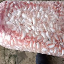 新鲜白鲢鱼泡