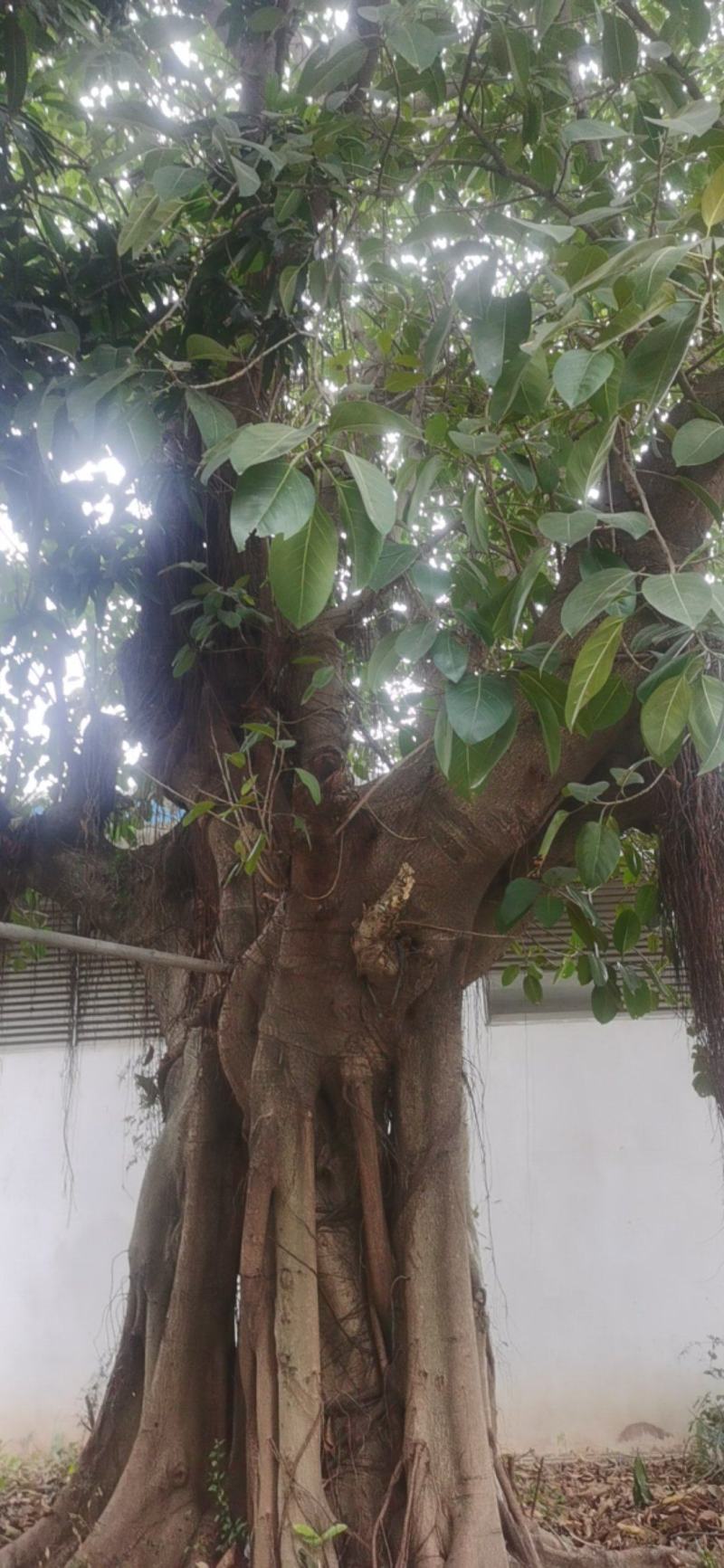 大叶榕树