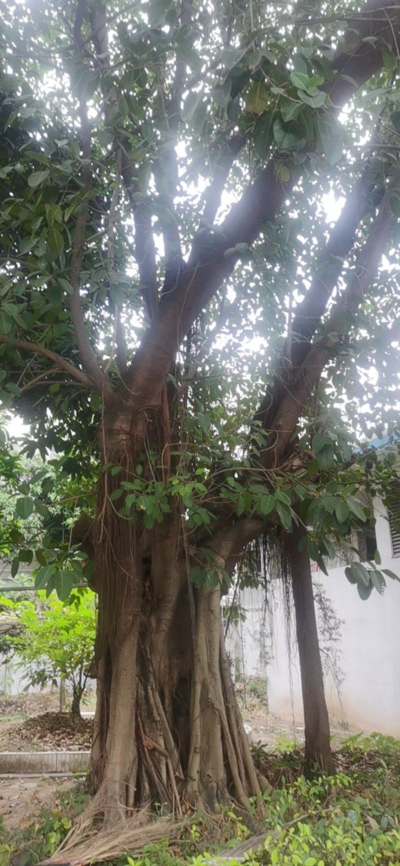 大叶榕树