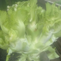 邛崃精品儿菜