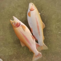 虹鳟鱼