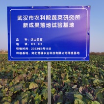 洪山菜薹