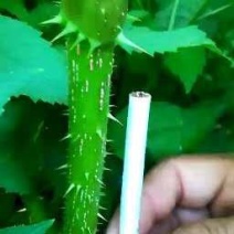 刺嫩芽苗，刺龙芽小苗，货以不多了需要的朋友联系我基地看货