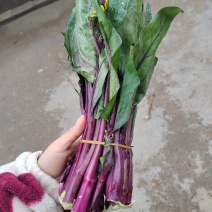 红菜苔
