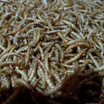 黄粉虫干虫