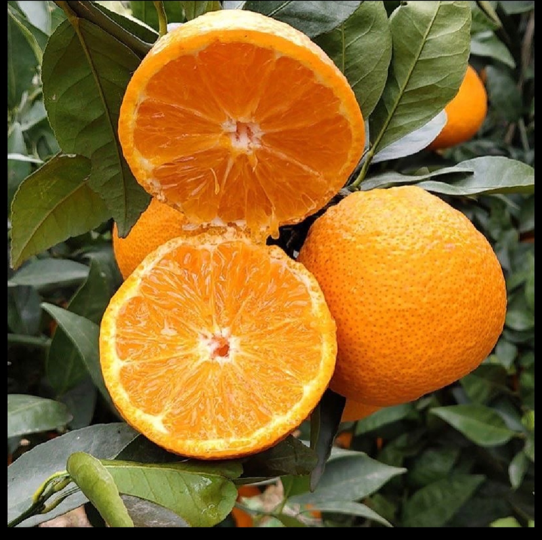 黄果柑特写果实图