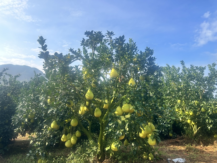 展示沙田柚种植园实景,阳光照射下的果树与挂果状态 沙田柚果园实景图