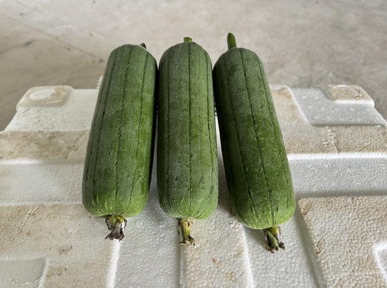 丝瓜被放入透明保鲜盒中置于冰箱冷藏层 丝瓜冷藏保存示意图