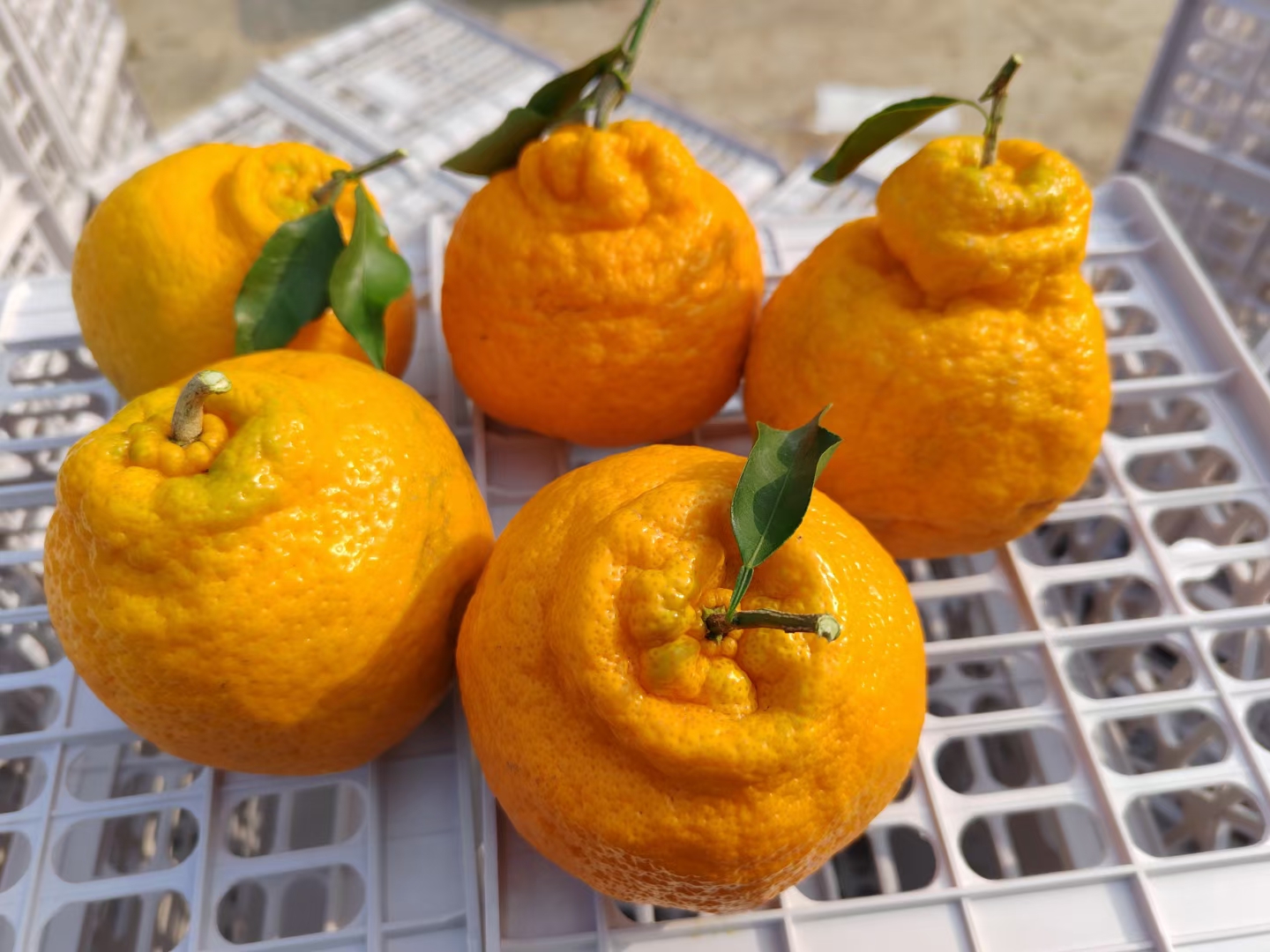 一颗成熟的春见柑桔,表皮呈亮橙黄色,表面光滑略有光泽,果形圆润饱满,旁边摆放着已剥开的果实,露出晶莹剔透的果瓣,果肉饱满多汁,背景为自然木质桌面,营造出清新健康的氛围 春见柑桔特写