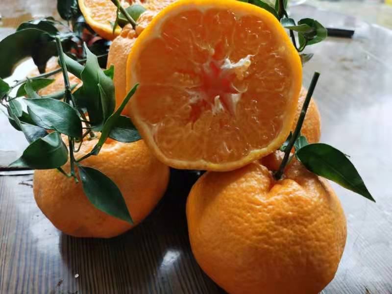 切开的三口柑桔果实高清特写,展示晶莹剔透的果肉囊瓣,juicy segments with clear juice vesicles, minimal seeds visible, orange peel partially removed to show easy peeling characteristic 果实特写剖面