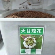 天目琼花种子庭院大花花卉中华乔木本绣球花树盆栽斗球马球琼